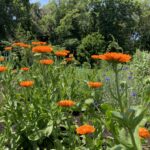 Calendula