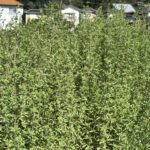 Sweet Marjoram