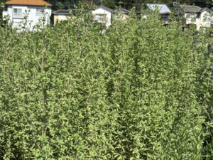 Sweet Marjoram
